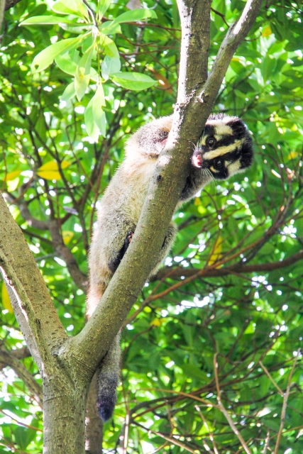 このメディアは、ハクビシンの被害に悩む人々が、効果的な対策を学び、安心して暮らせるようになることを目指しています。